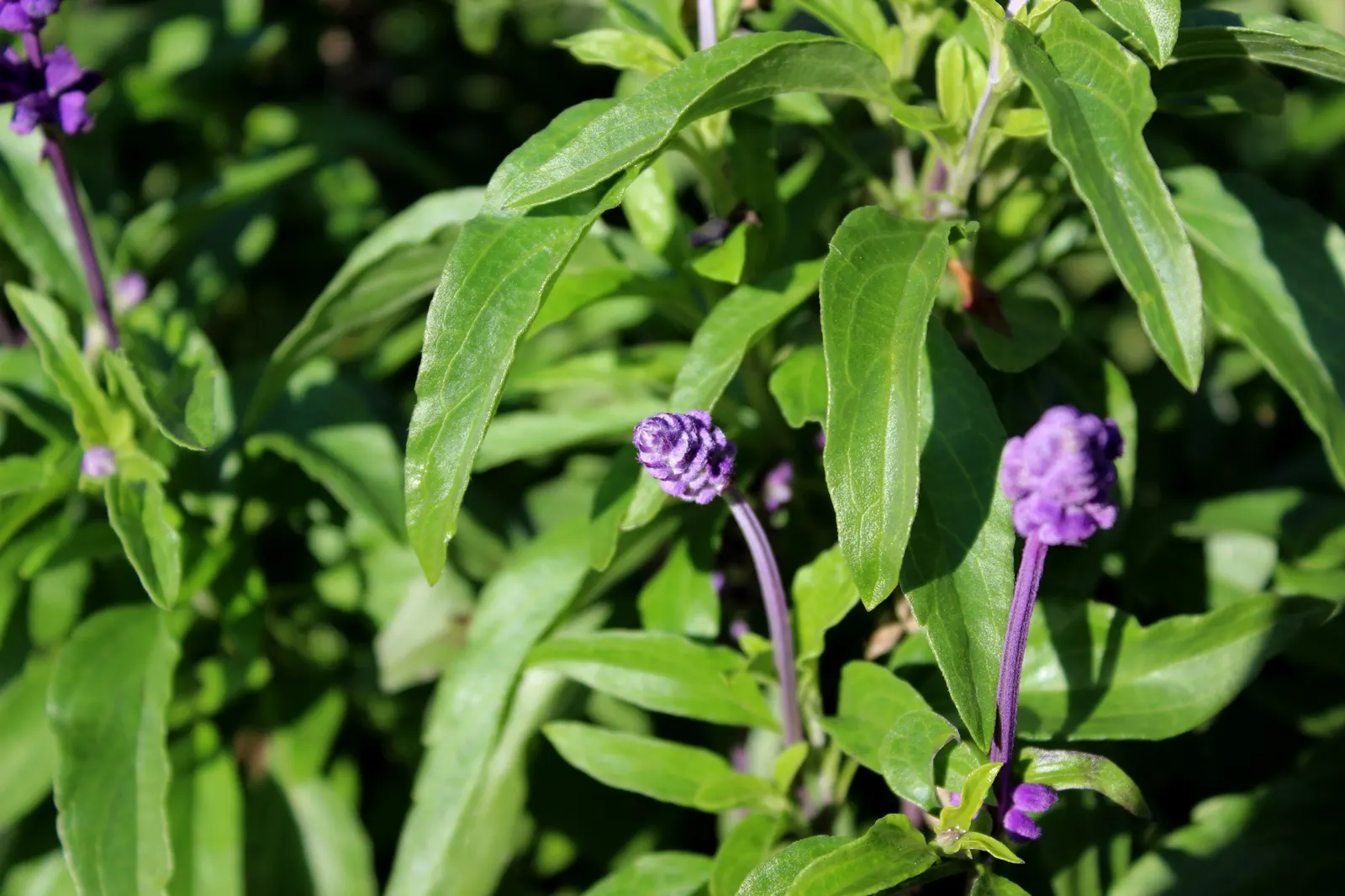 Mealycup Sage (Salvia Farinacea) — It\'s a member of the mint family