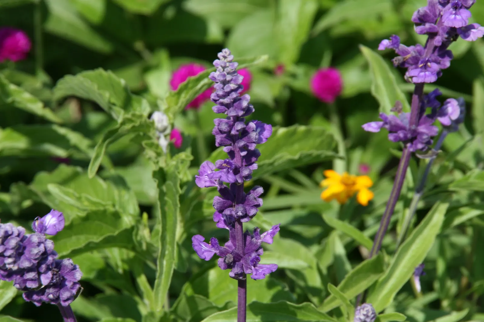 Mealycup Sage (Salvia Farinacea) — hence the name "Mealycup"