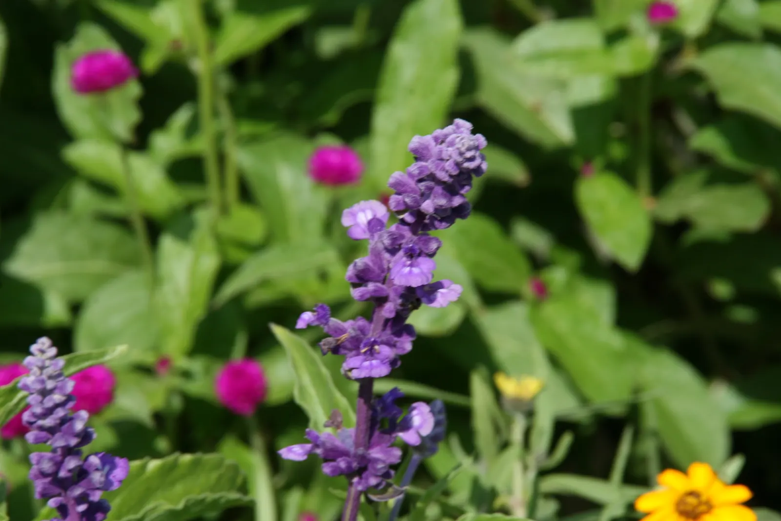 Mealycup Sage (Salvia Farinacea) — Characterized by its striking cobalt blue blooms; the plant typically grows to a height of 1.5 to 3 feet with a, image 77