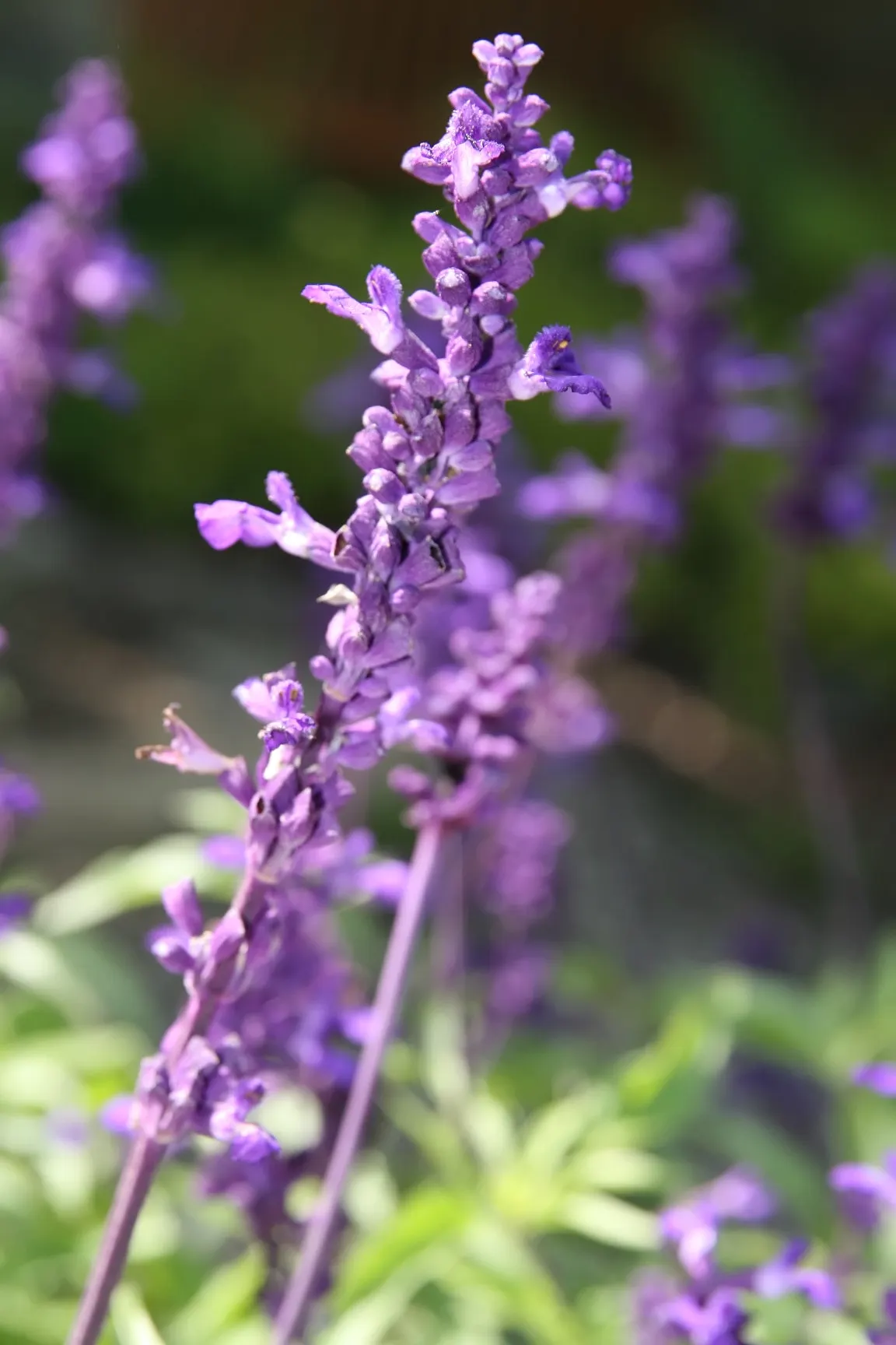 Mealycup Sage (Salvia Farinacea) — annual for full
