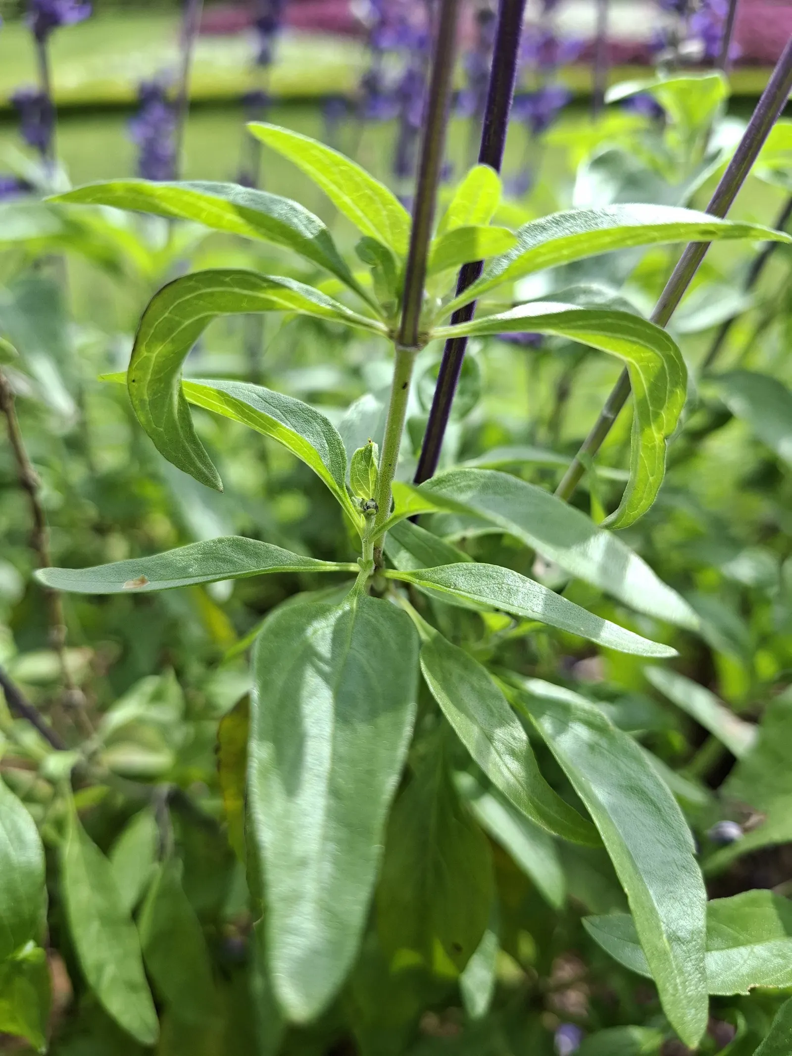 Mealycup Sage (Salvia Farinacea) — The plant typically grows to a height of 1.5 to 3 feet with a spread of 1 to 2 feet; annual with blue and violet, image 61