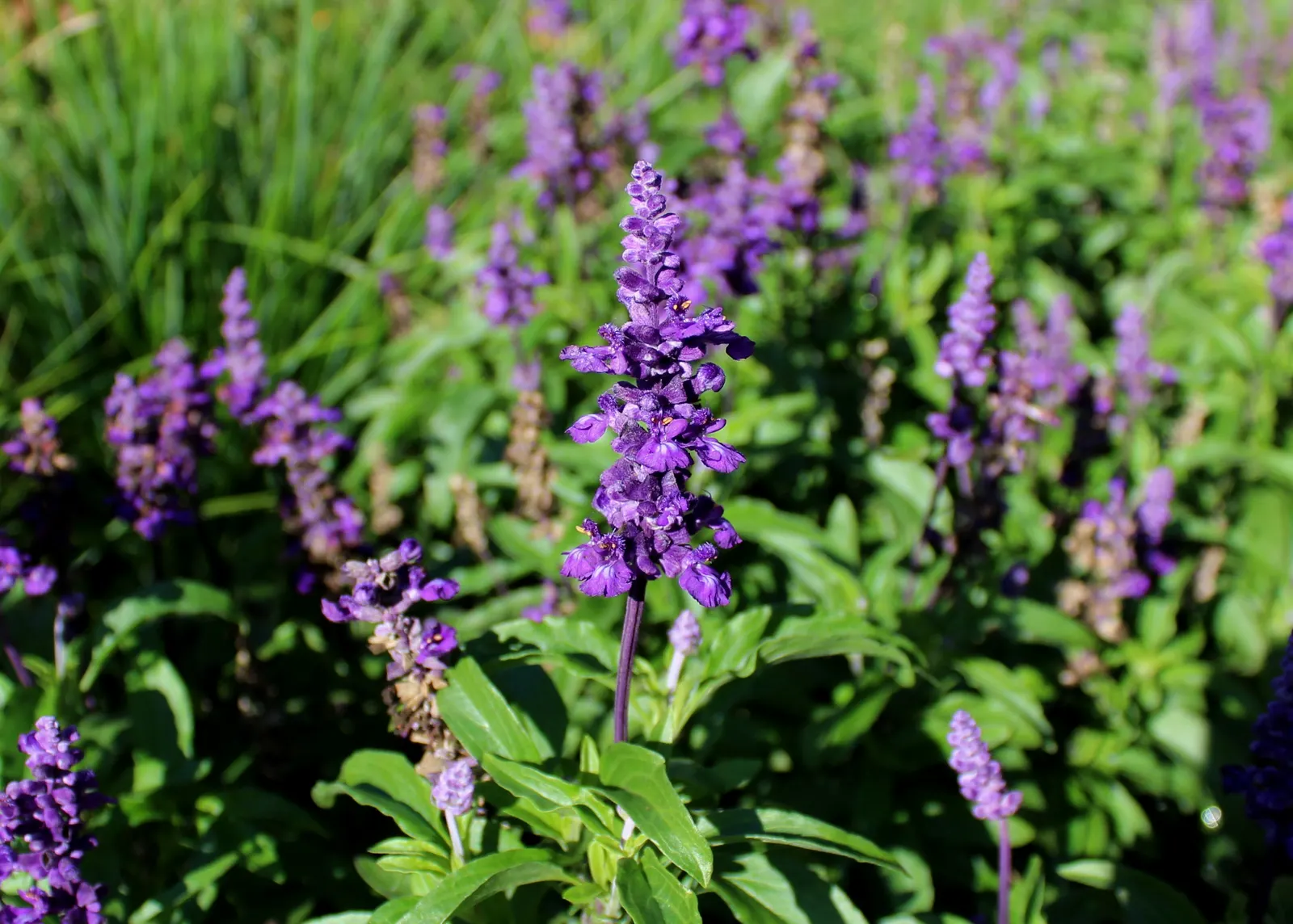 Mealycup Sage (Salvia Farinacea) — adding dynamic life to the landscape.<br><br>For maximum visual impact; preferring full sun to partial shade, it, image 94