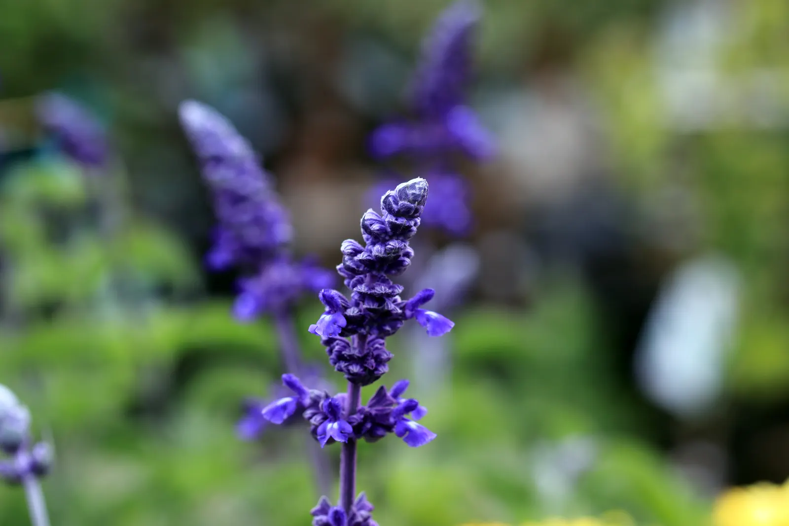 Mealycup Sage (Salvia Farinacea) — including hummingbirds and butterflies; blue and violet flowers in the garden