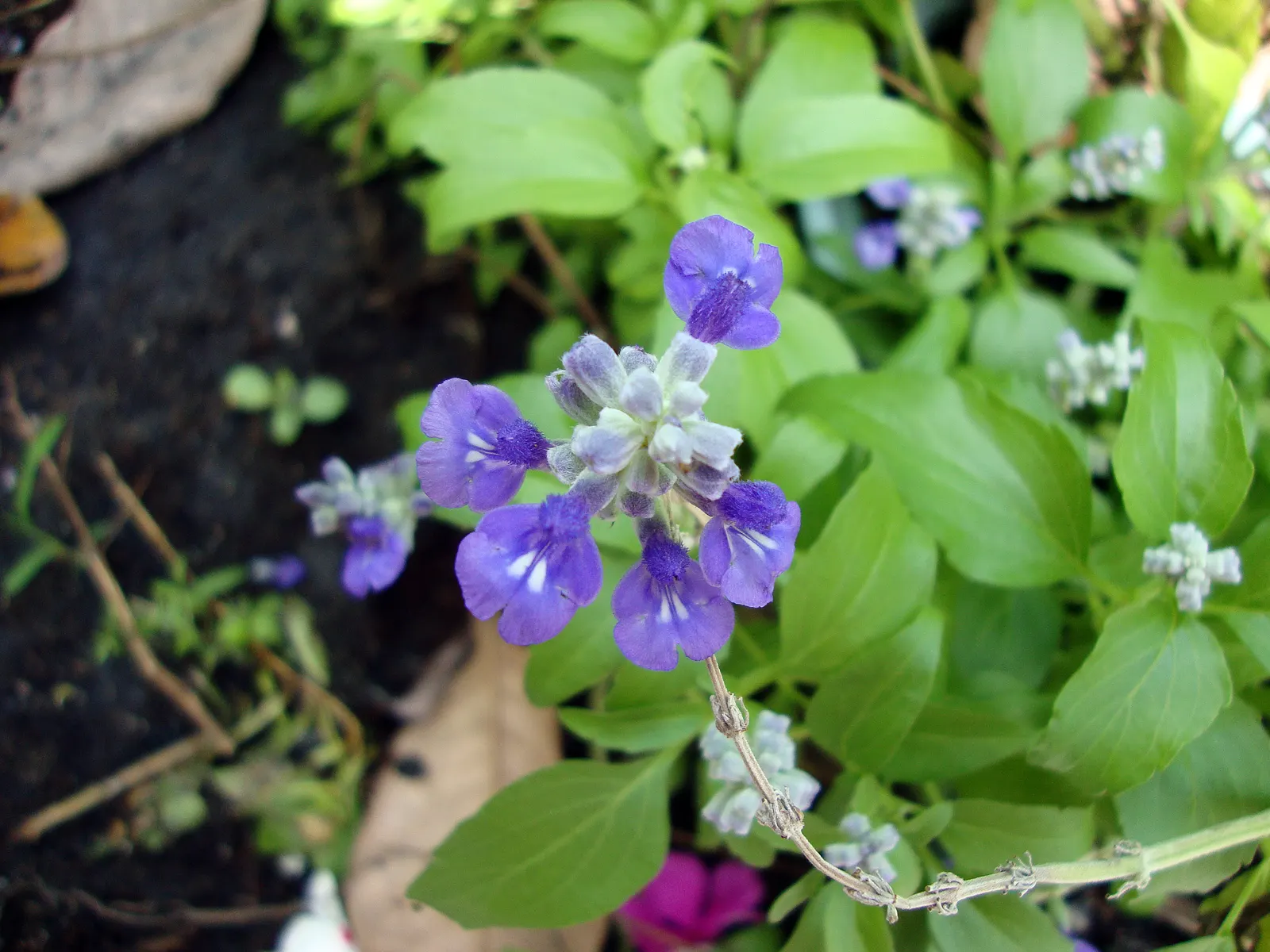 Mealycup Sage (Salvia Farinacea) — Preferring full sun to partial shade, it thrives in well-drained soils; is a striking perennial that is, image 80