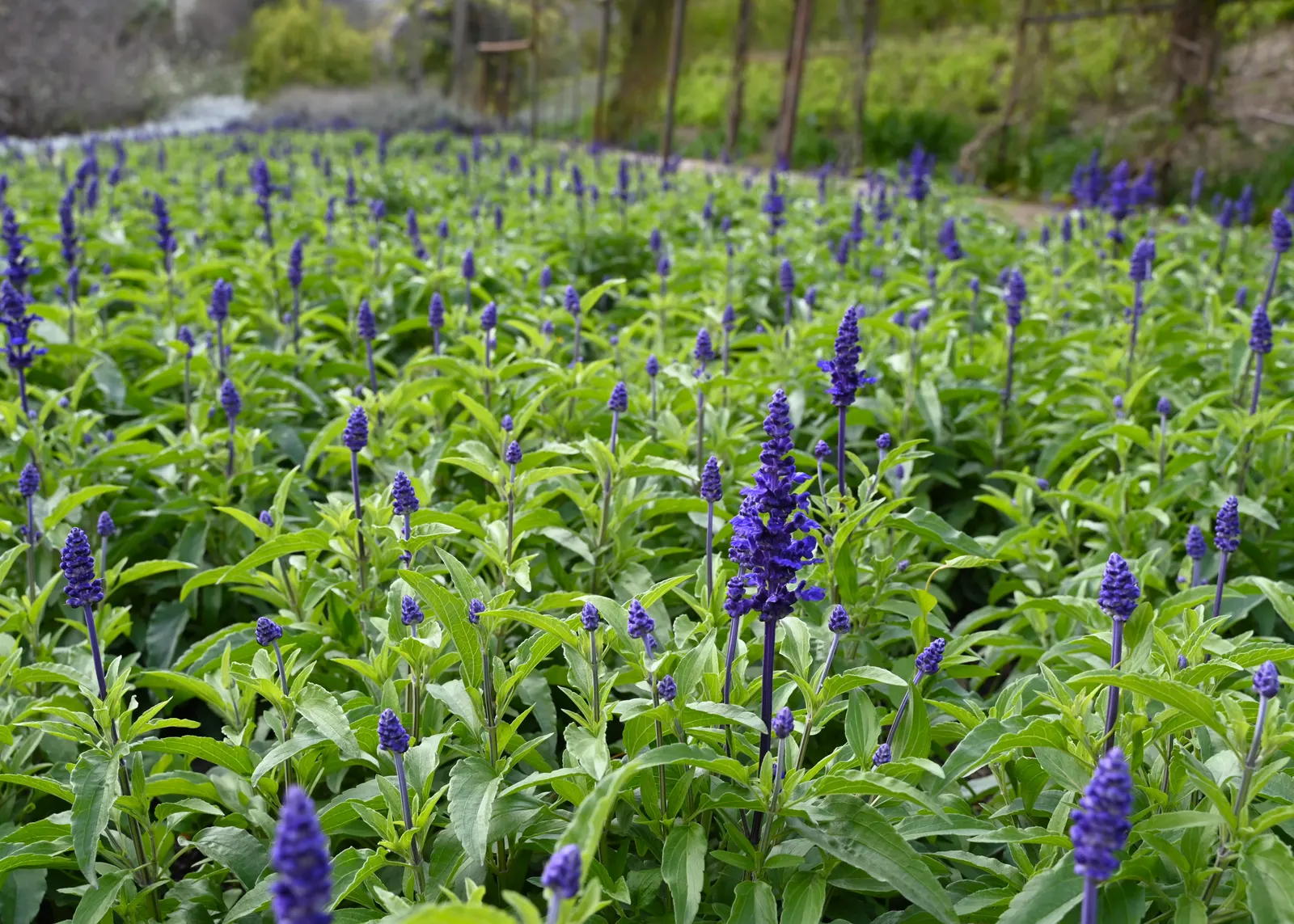 Mealycup Sage (Salvia Farinacea) — is a striking perennial that is well-suited for adding vibrant color and texture to your garden landscape, image 57