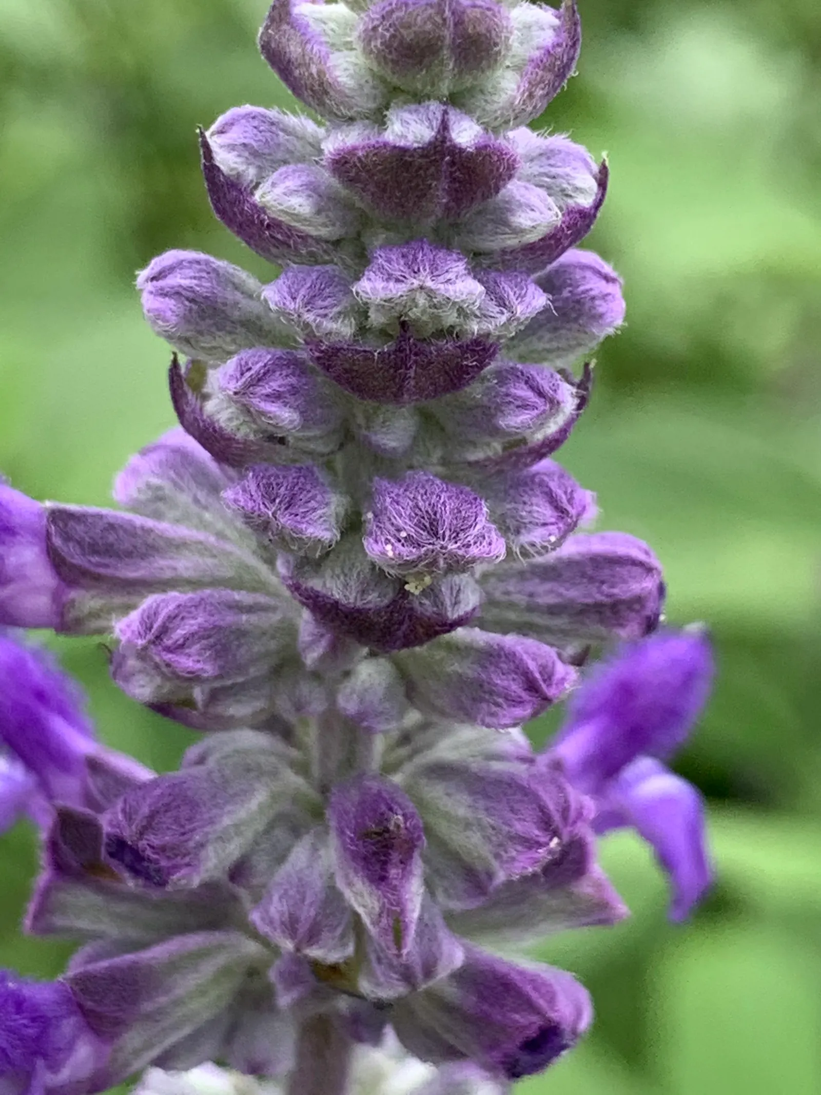 Mealycup Sage (Salvia Farinacea) — Its flower spikes emerge in late spring and can last into the fall