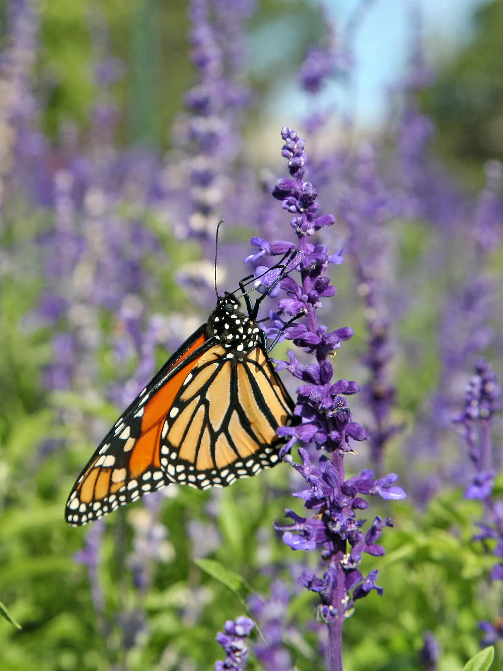 Mealycup Sage (Salvia Farinacea) — adding dynamic life to the landscape.<br><br>For maximum visual impact; preferring full sun to partial shade, it, image 69
