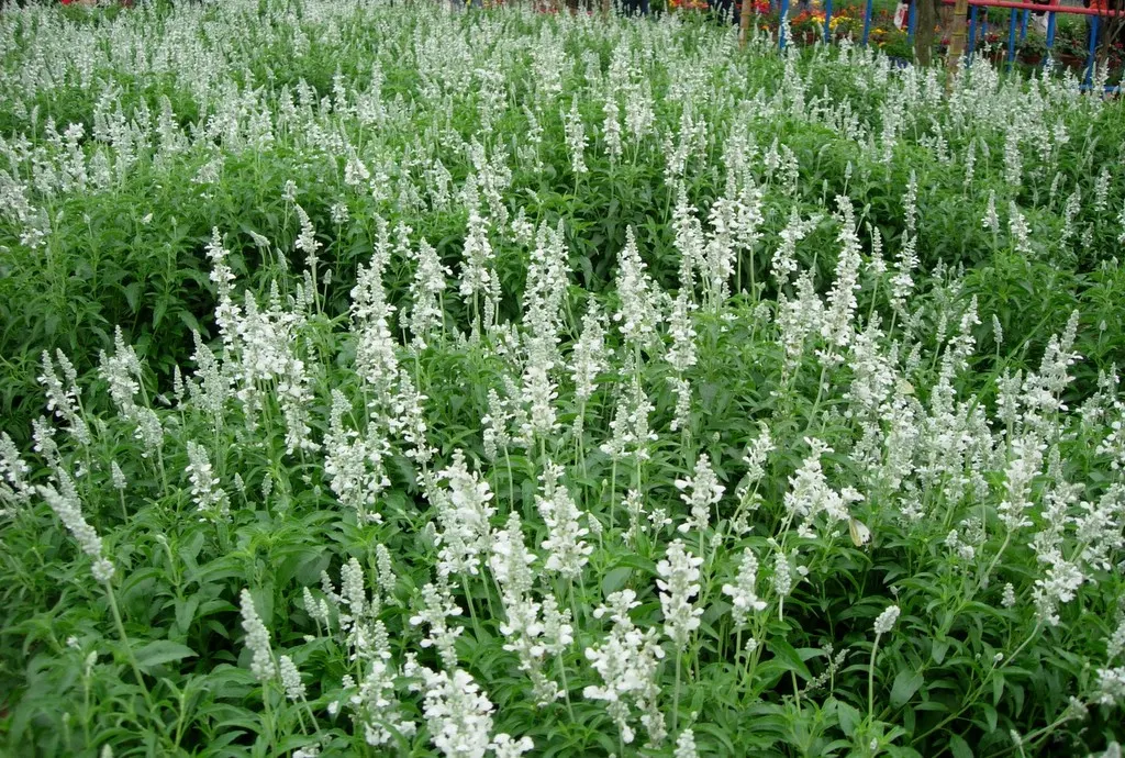 Mealycup Sage (Salvia Farinacea) — annual for full; this plant is cold-hardy in USDA zones 7 to 10, but can be grown as an annual in cooler climates