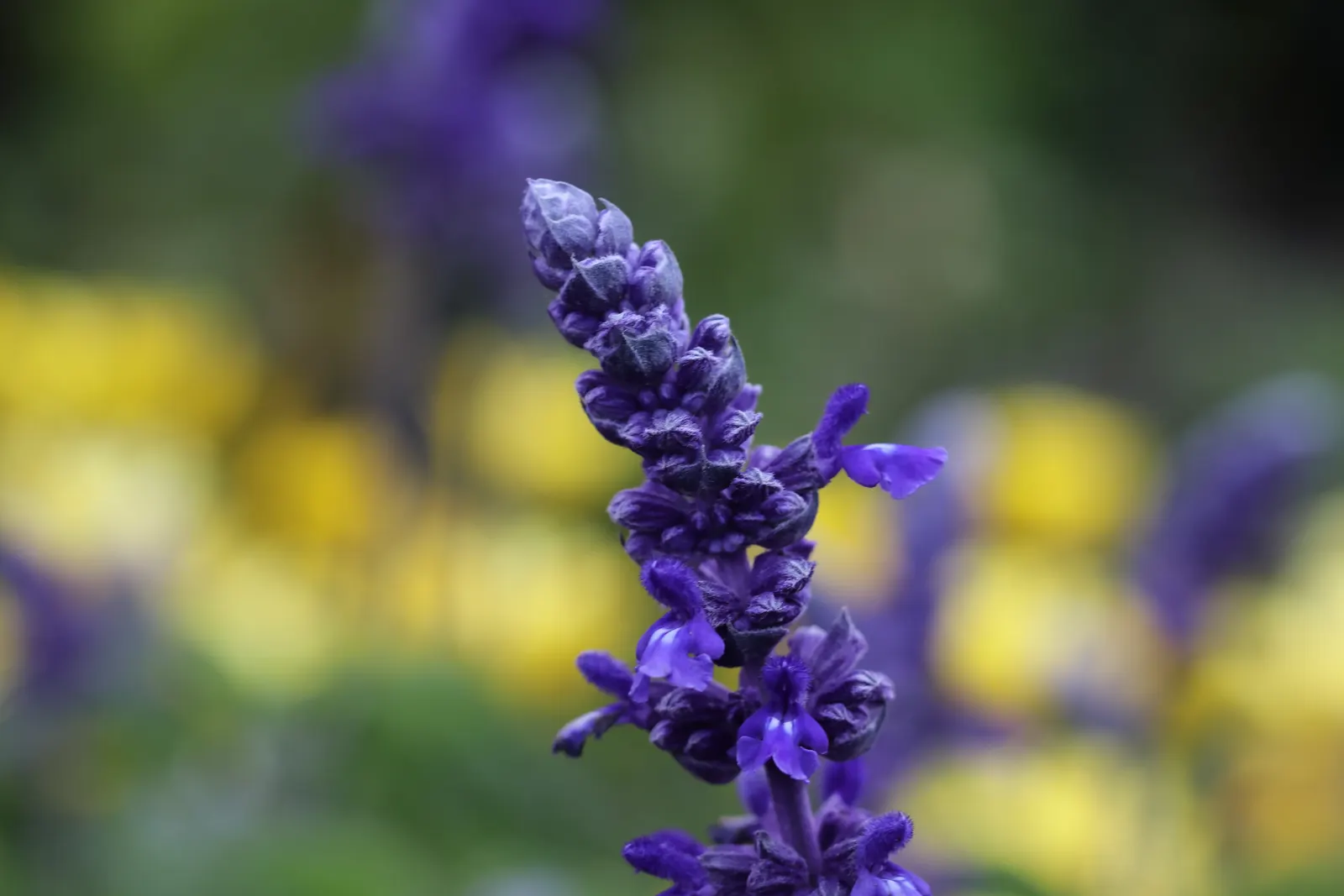 Mealycup Sage (Salvia Farinacea) — Drought-tolerant once established, it attracts pollinators, enhancing garden biodiversity