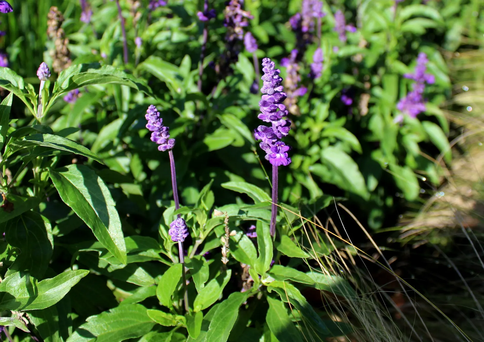 Mealycup Sage (Salvia Farinacea) — hence the name "Mealycup"; these tubular flowers are not only visually striking but also attract a variety of, image 85