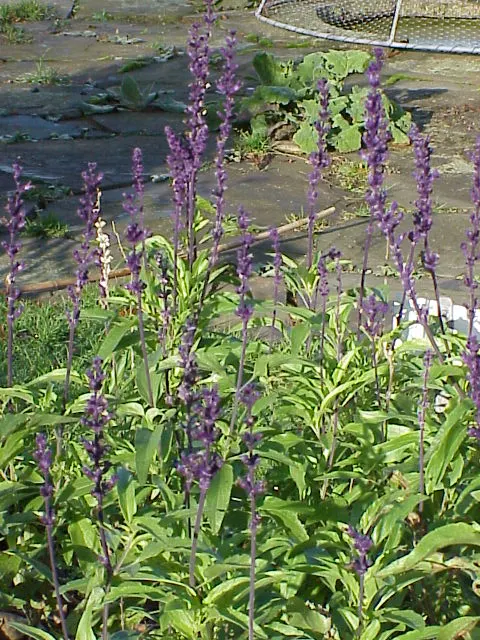 Mealycup Sage (Salvia Farinacea) — Regular deadheading will promote continuous blooming and maintain a tidy appearance; adding dynamic life to the