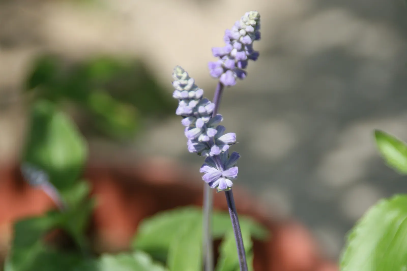 Mealycup Sage (Salvia Farinacea) — Characterized by its striking cobalt blue blooms; the plant typically grows to a height of 1.5 to 3 feet with a spread of 1