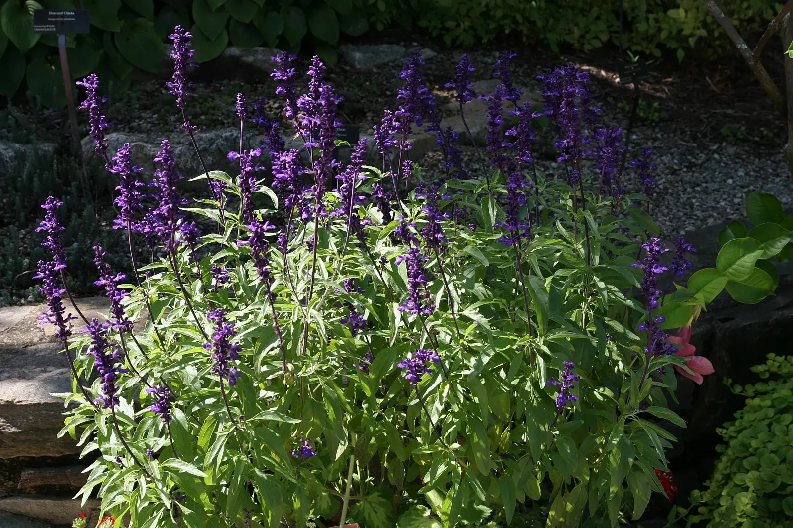 Mealycup Sage (Salvia Farinacea) — Its flower spikes emerge in late spring and can last into the fall; characterized by its striking cobalt blue blooms