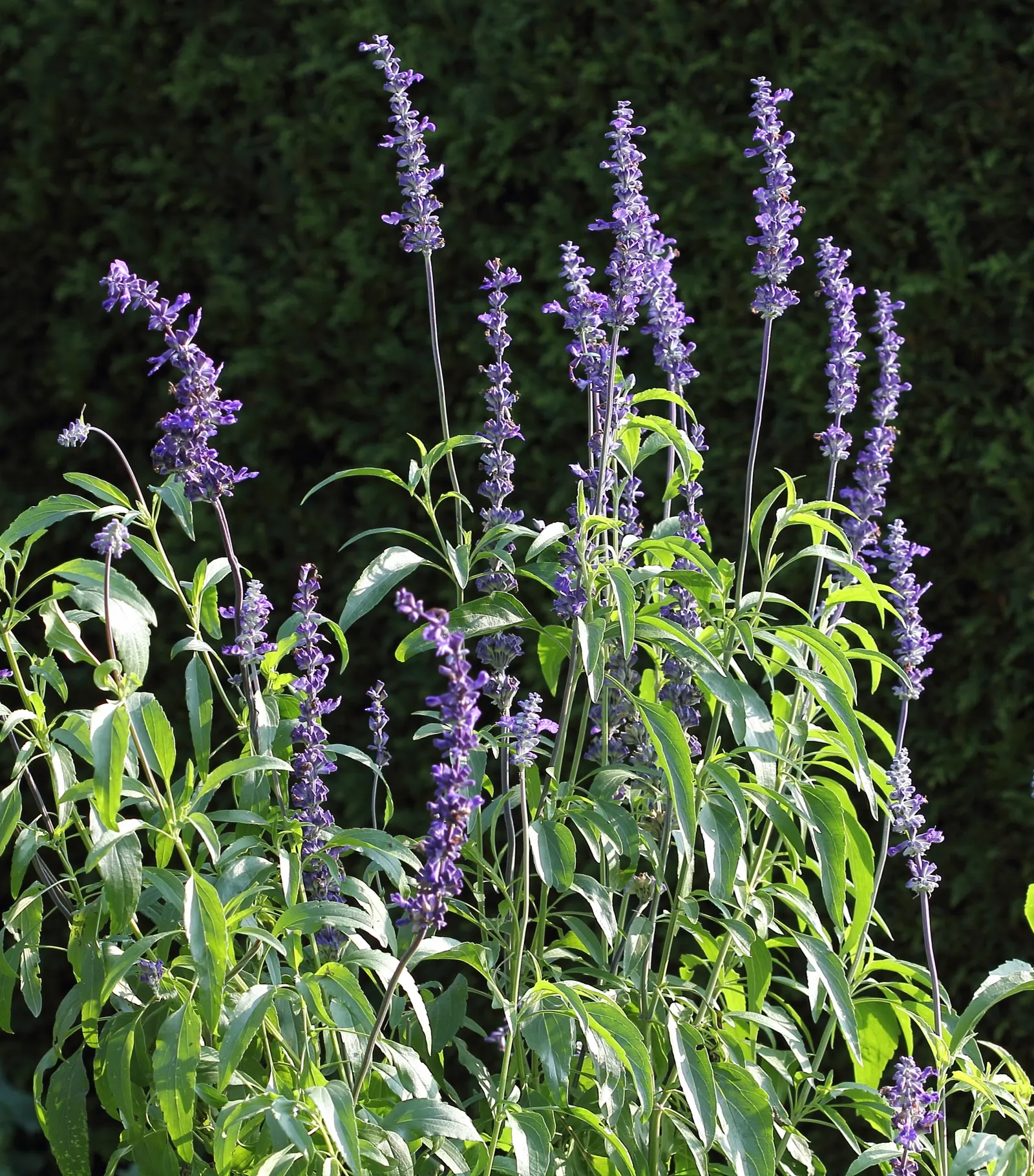 Mealycup Sage (Salvia Farinacea) — Drought-tolerant once established, it attracts pollinators, enhancing garden biodiversity; salvia farinacea thrives in