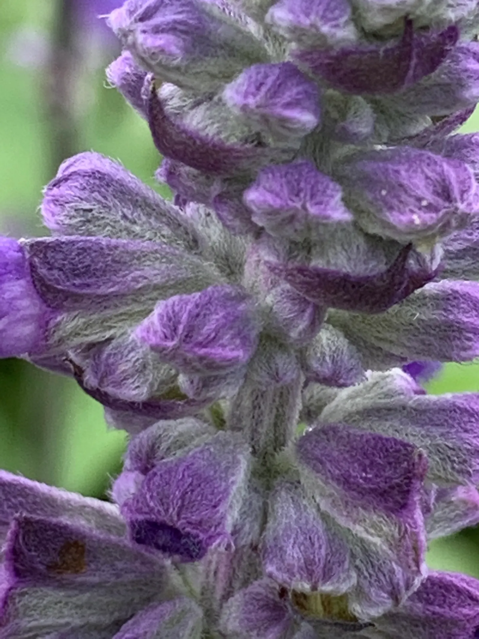 Mealycup Sage (Salvia Farinacea) — consider mass plantings of Mealycup Sage spaced approximately 12 to 18 inches apart