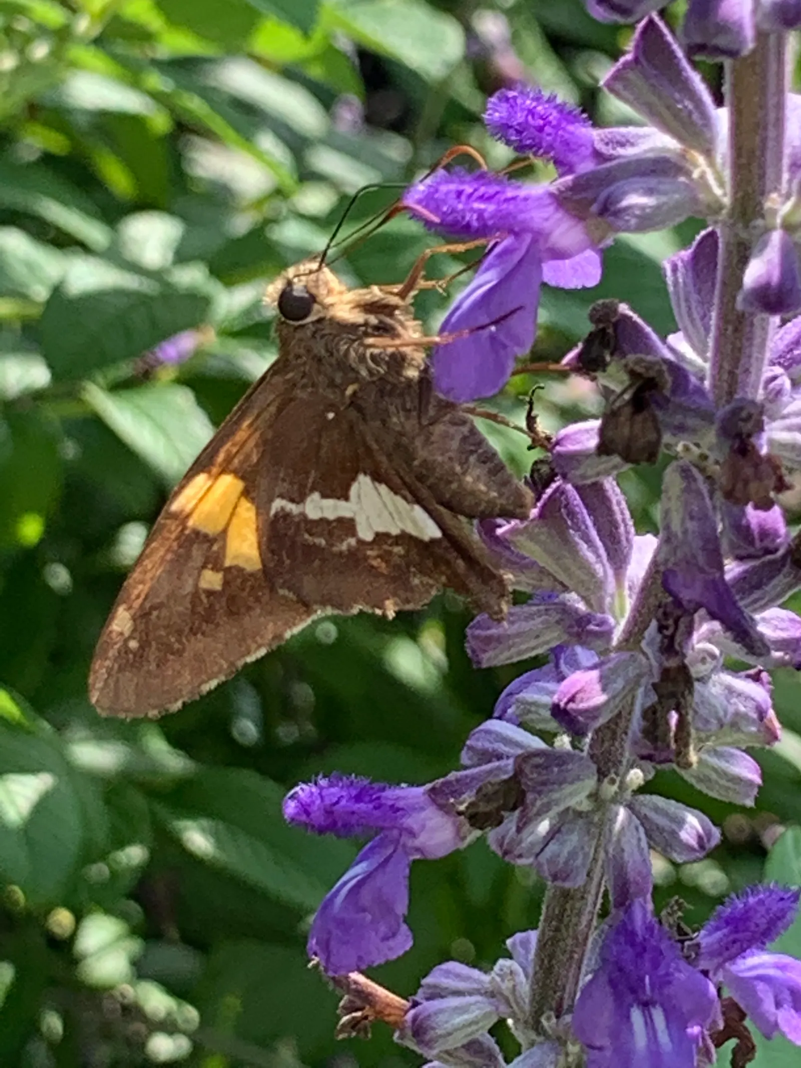 Mealycup Sage (Salvia Farinacea) — is a striking perennial that is well-suited for adding vibrant color and texture to your garden landscape, image 82