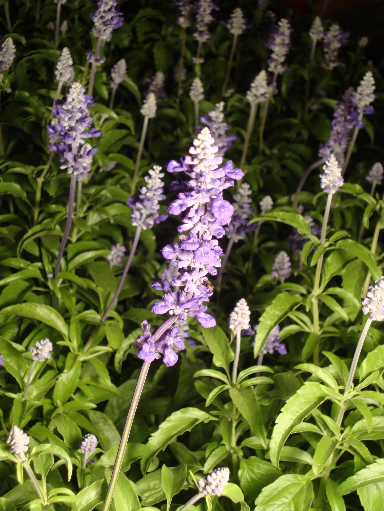 Mealycup Sage (Salvia Farinacea) — Salvia farinacea thrives in well-drained soils and is relatively drought-tolerant once established; consider mass plantings