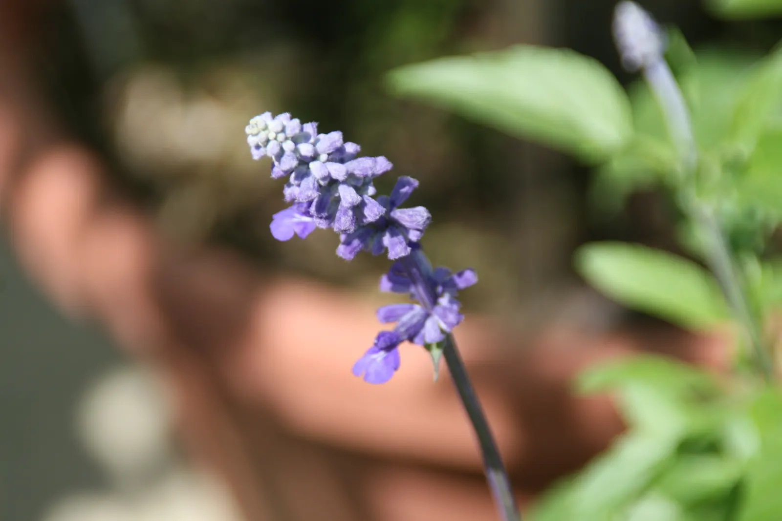 Mealycup Sage (Salvia Farinacea) — distinguished by its elongated flower spikes dusted with a mealy white; hence the name "Mealycup"