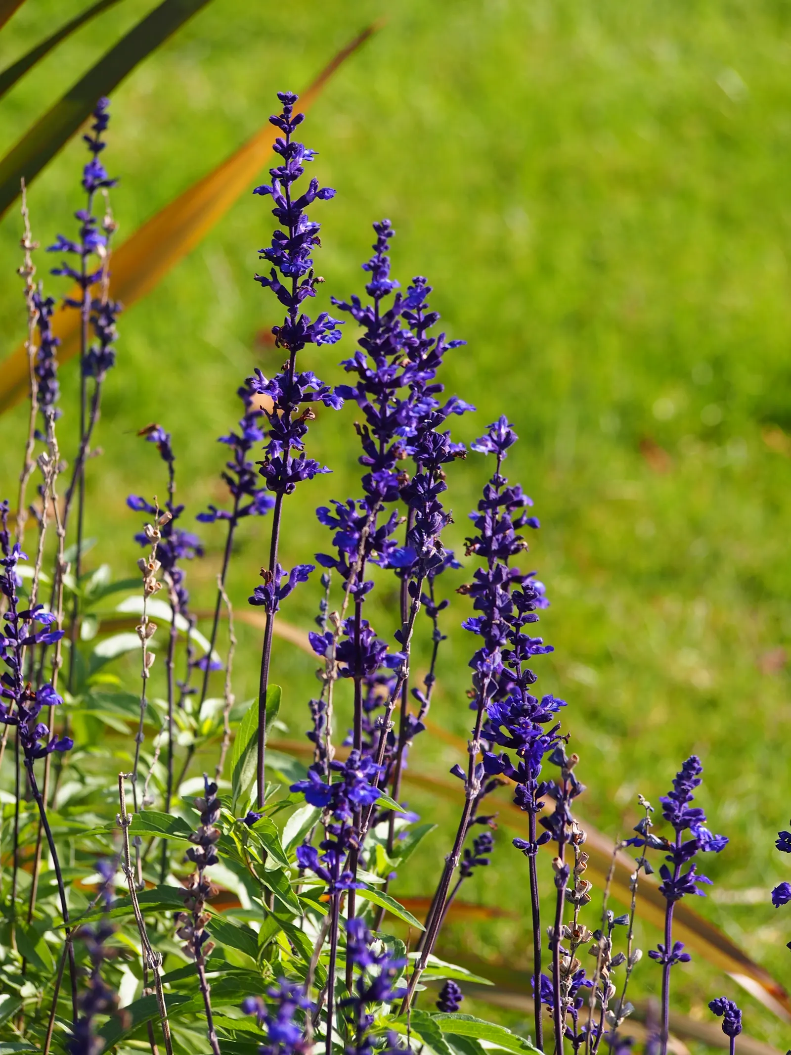 Mealycup Sage (Salvia Farinacea) — presenting hues of deep purples; distinguished by its elongated flower spikes dusted with a mealy white, image 66