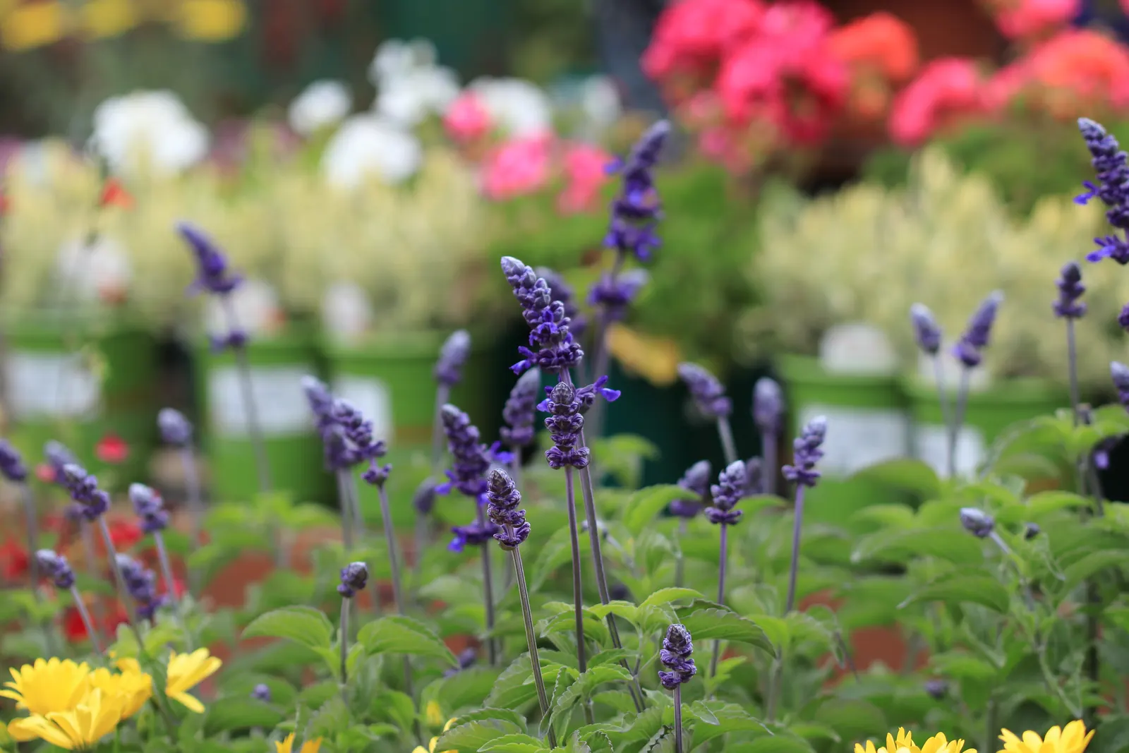 Mealycup Sage (Salvia Farinacea) — annual with blue and violet blooms; its flower spikes emerge in late spring and can last into the fall, image 74