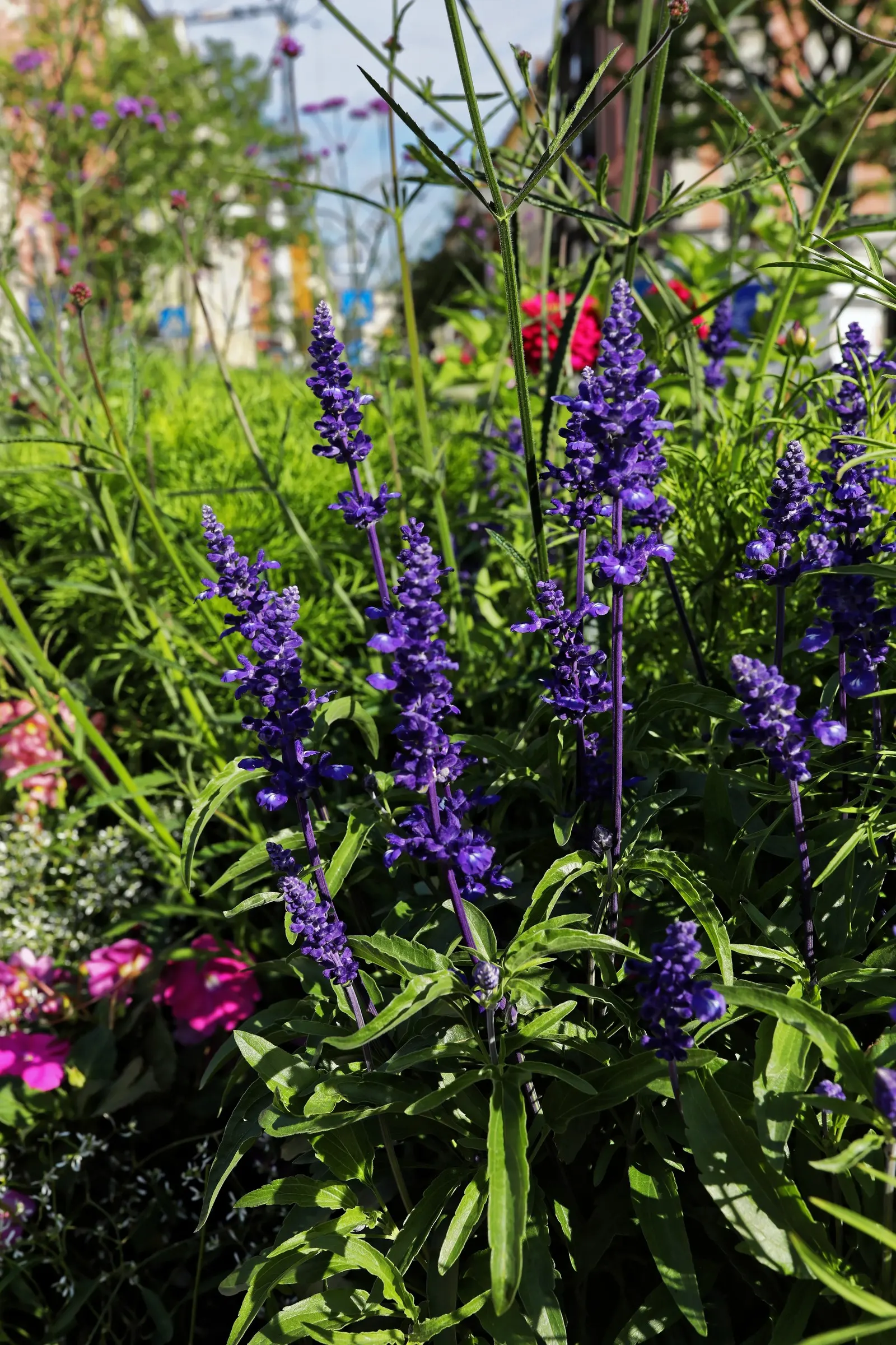 Mealycup Sage (Salvia Farinacea) — hence the name "Mealycup"; these tubular flowers are not only visually striking but also attract a variety of, image 60