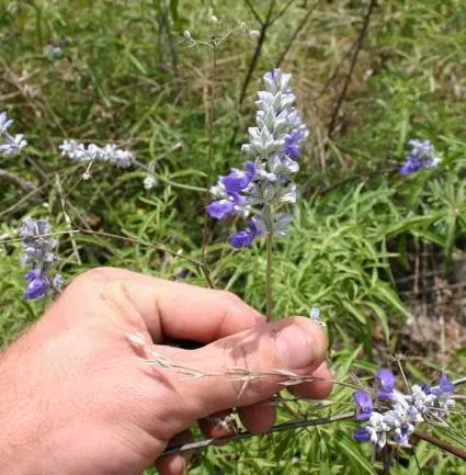 Mealycup Sage (Salvia Farinacea) — Salvia farinacea thrives in well-drained soils and is relatively drought-tolerant once established