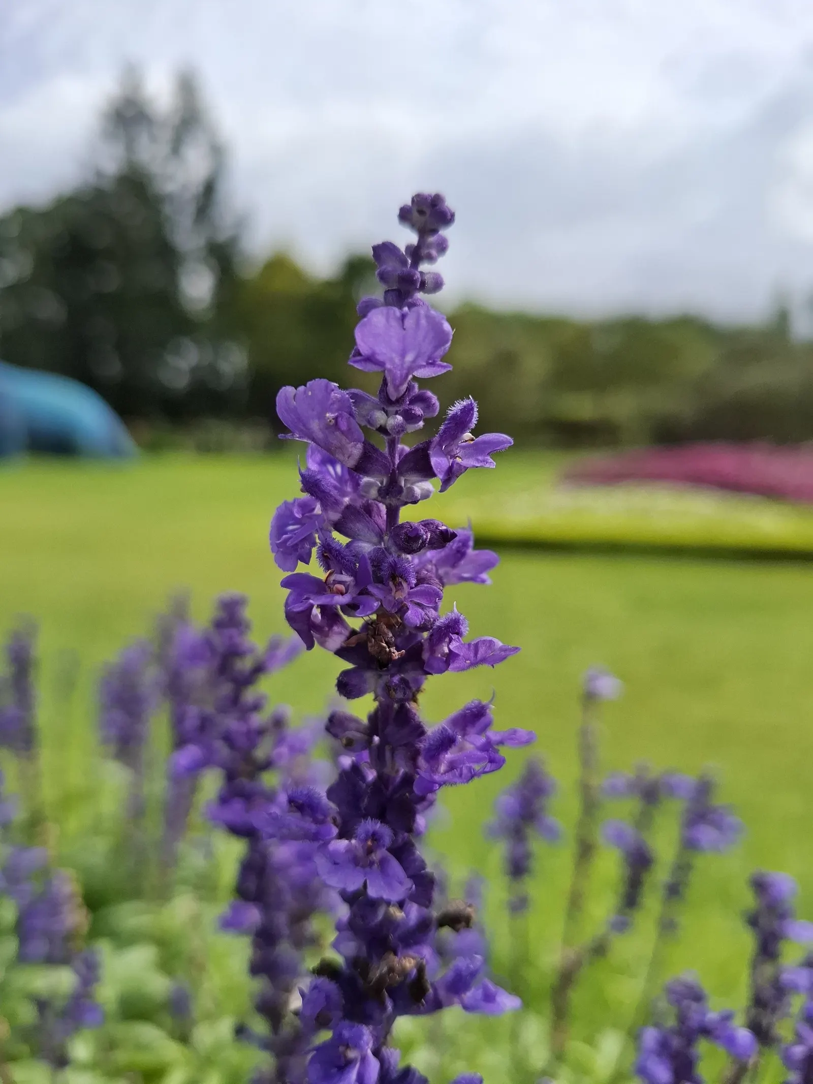Mealycup Sage (Salvia Farinacea) — The plant typically grows to a height of 1.5 to 3 feet with a spread of 1 to 2 feet; annual with blue and violet, image 86