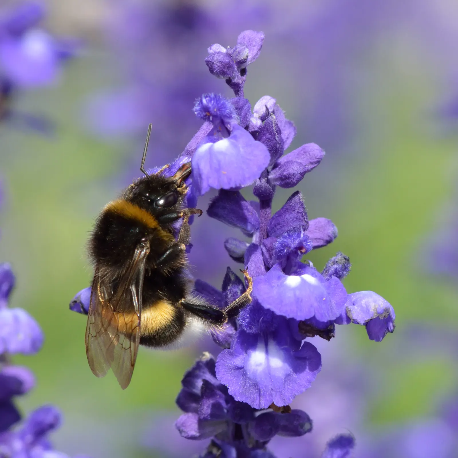 Mealycup Sage (Salvia Farinacea) — adding dynamic life to the landscape.<br><br>For maximum visual impact; preferring full sun to partial shade, it thrives in