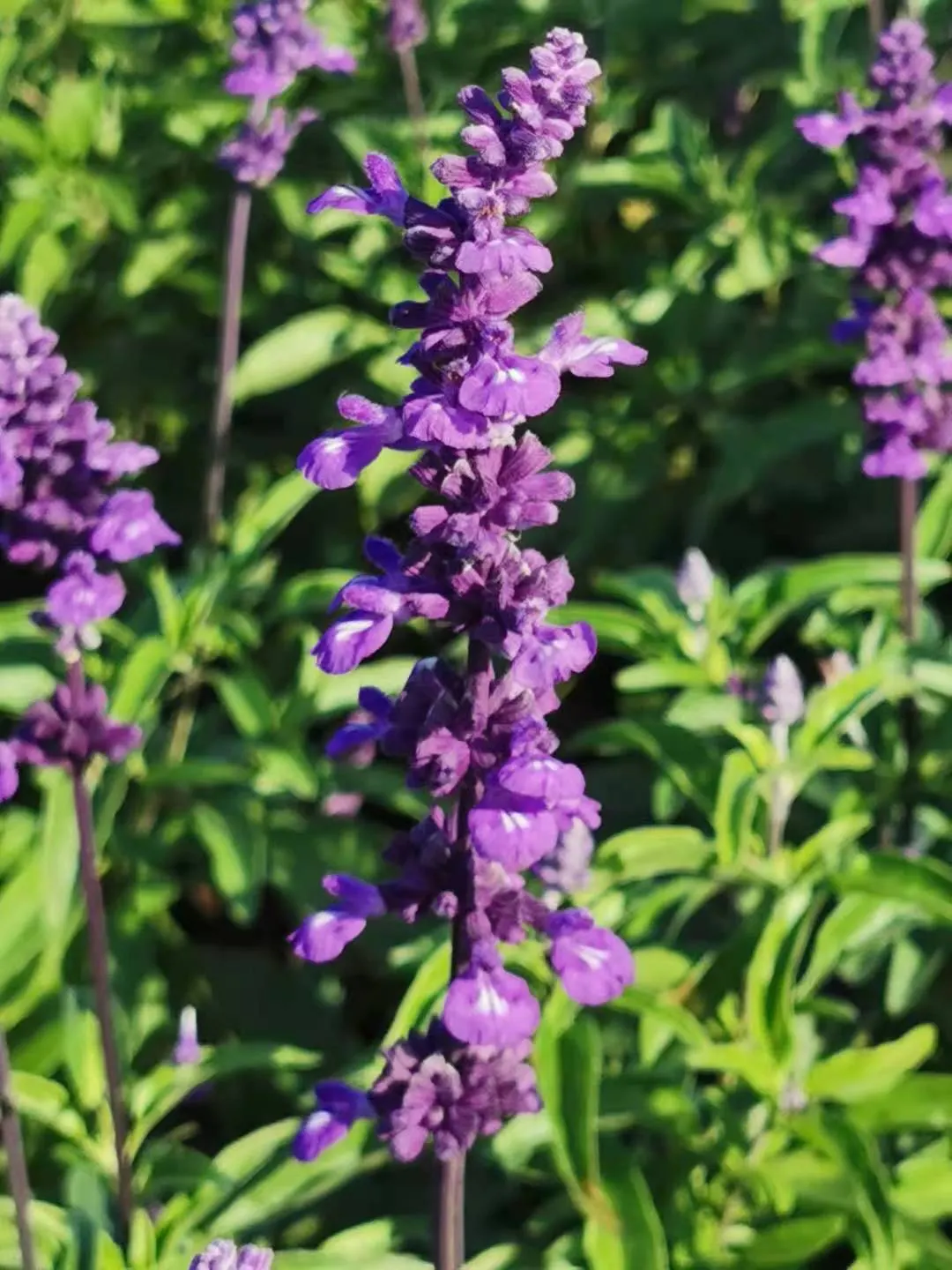 Mealycup Sage (Salvia Farinacea) — Preferring full sun to partial shade, it thrives in well-drained soils; is a striking perennial that is, image 55