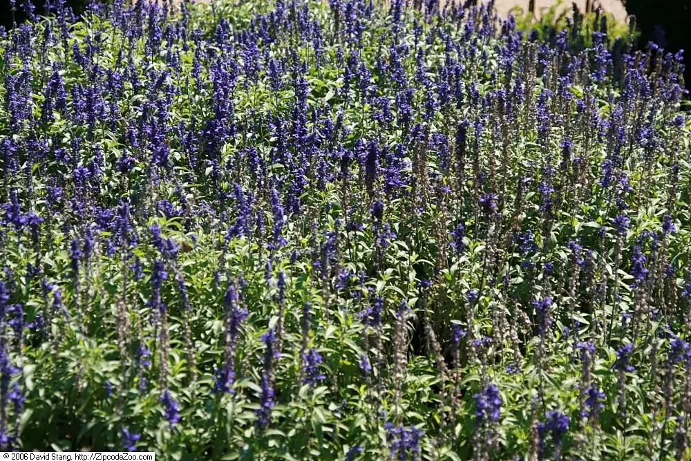 Mealycup Sage (Salvia Farinacea) — Salvia farinacea, commonly known as Mealycup Sage, is an herbaceous perennial