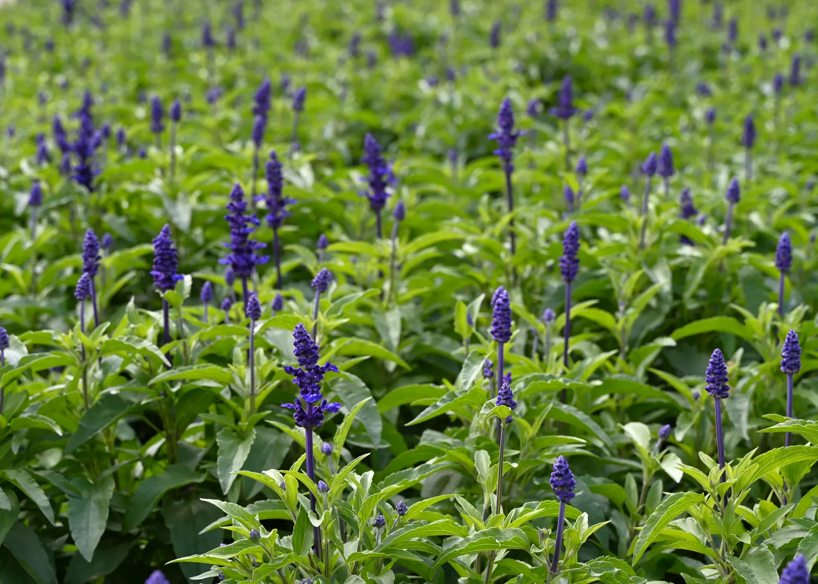 Mealycup Sage (Salvia Farinacea) — it reaches a mature height of 1-3 feet and spreads up to 1-2 feet wide; including hummingbirds and butterflies, image 53