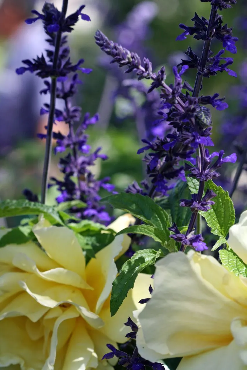 Mealycup Sage (Salvia Farinacea) — or as accent specimens in container gardens.<br><br>Preferring full sun to partial shade, image 63