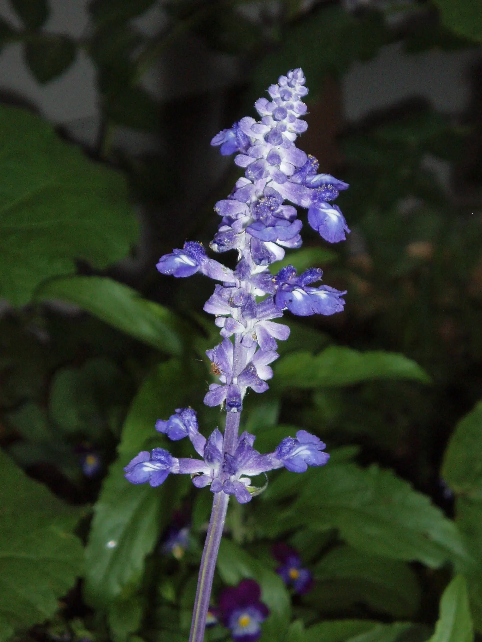 Mealycup Sage (Salvia Farinacea) — Its flower spikes emerge in late spring and can last into the fall; characterized by its striking cobalt blue, image 65