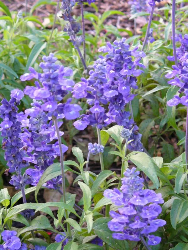 Mealycup Sage (Salvia Farinacea) — distinguished by its elongated flower spikes dusted with a mealy white; hence the name "Mealycup", image 84