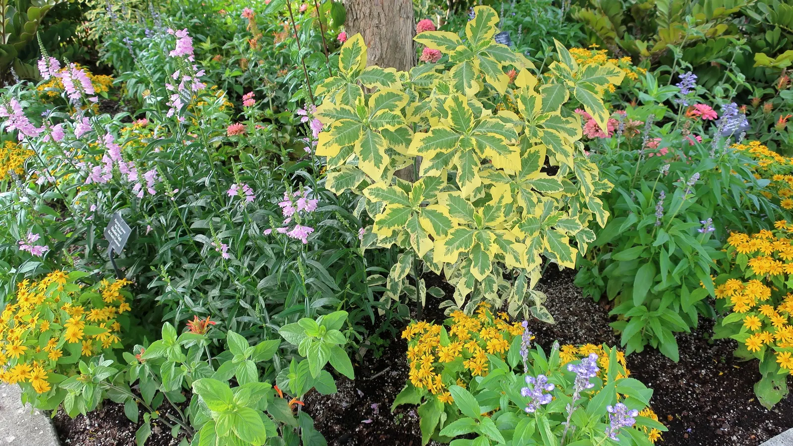 Mealycup Sage (Salvia Farinacea) — presenting hues of deep purples; distinguished by its elongated flower spikes dusted with a mealy white