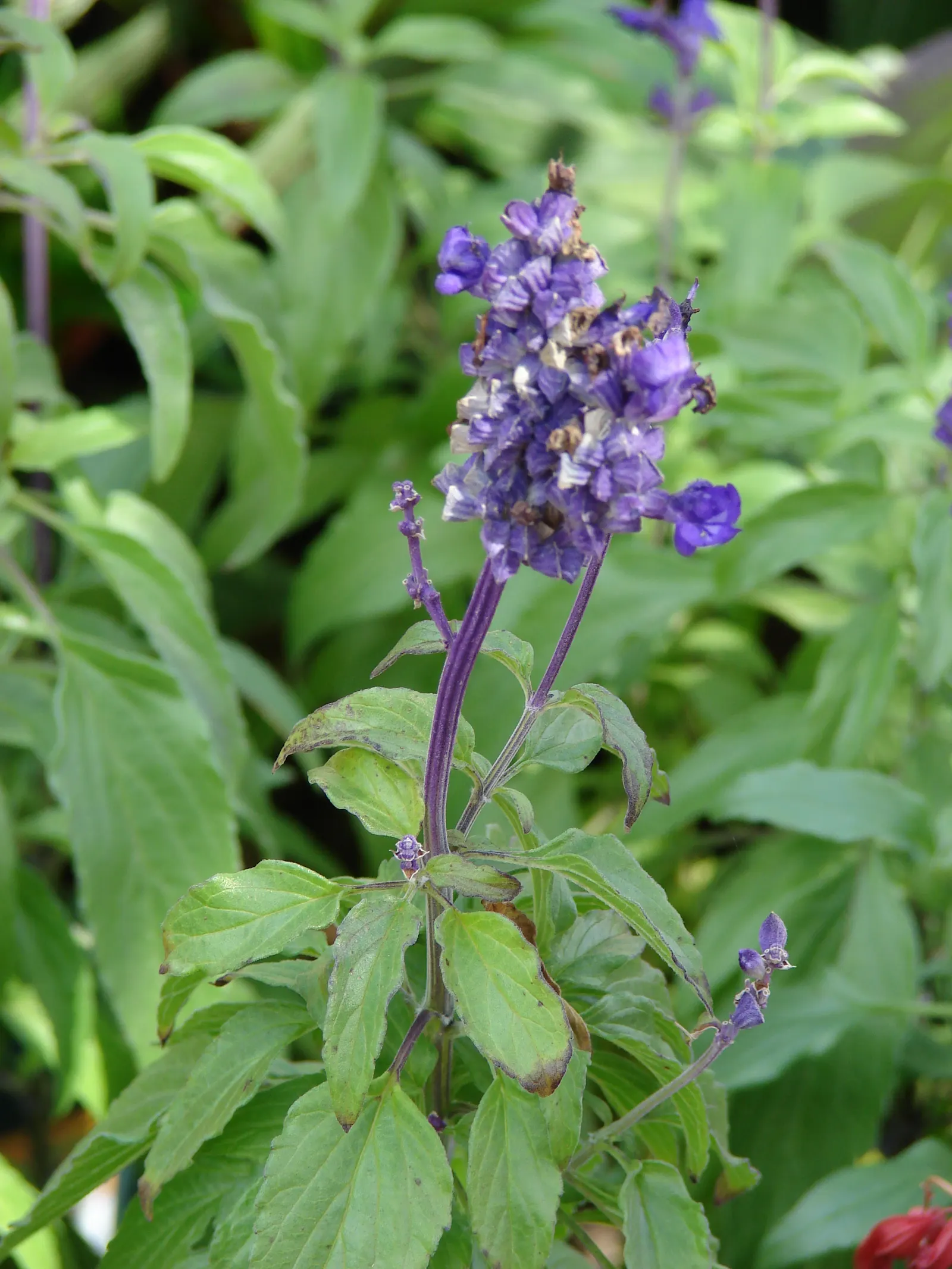 Mealycup Sage (Salvia Farinacea) — Preferring full sun to partial shade, it thrives in well-drained soils; is a striking perennial that is well-suited for