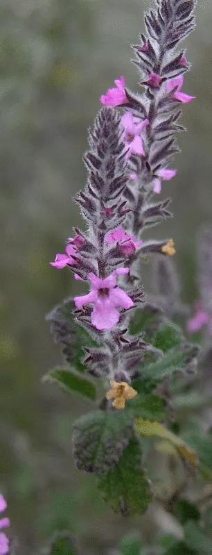 Mealycup Sage (Salvia Farinacea) — it reaches a mature height of 1-3 feet and spreads up to 1-2 feet wide