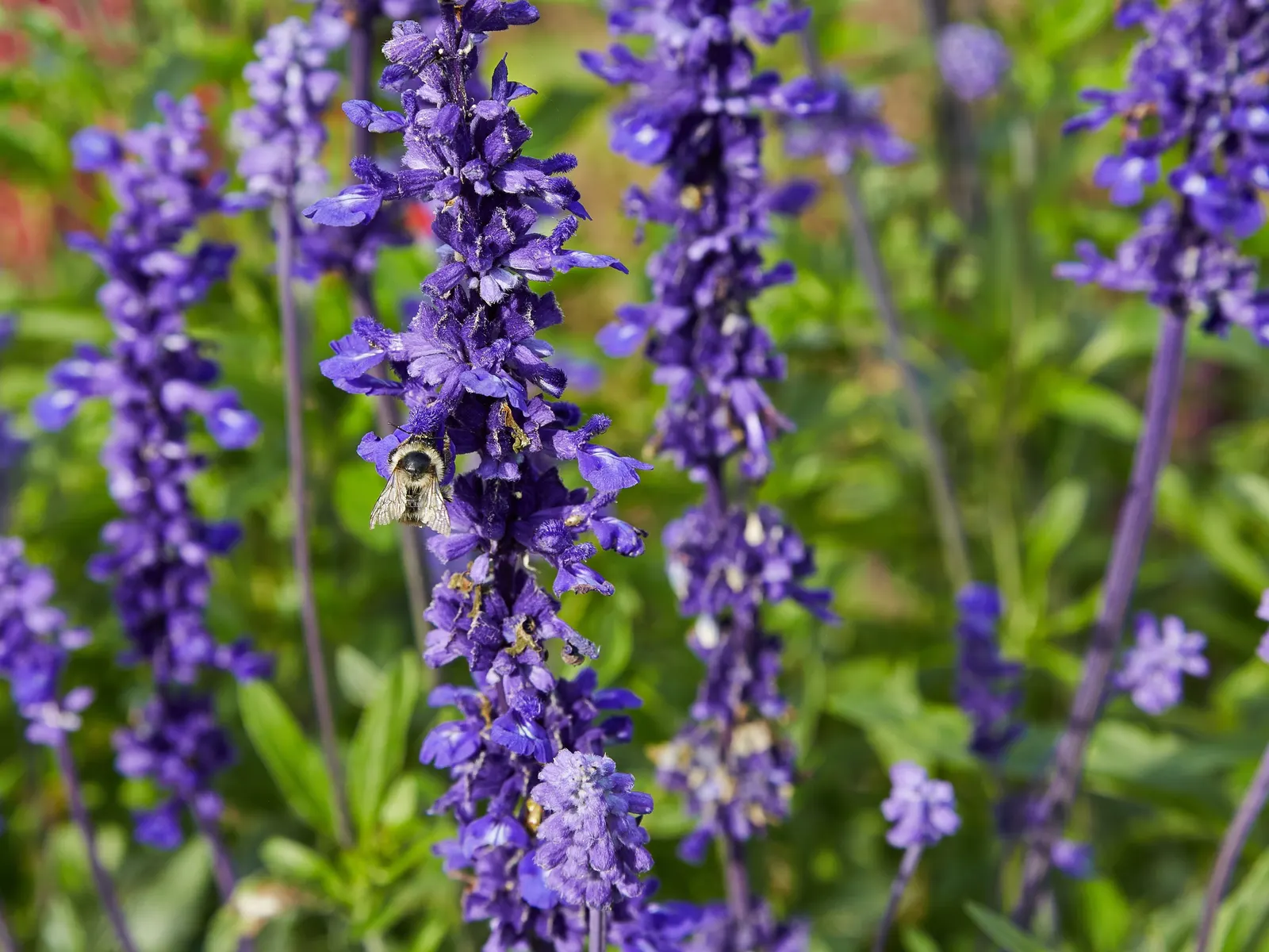 Mealycup Sage (Salvia Farinacea) — These tubular flowers are not only visually striking but also attract a variety of pollinators; presenting hues of deep