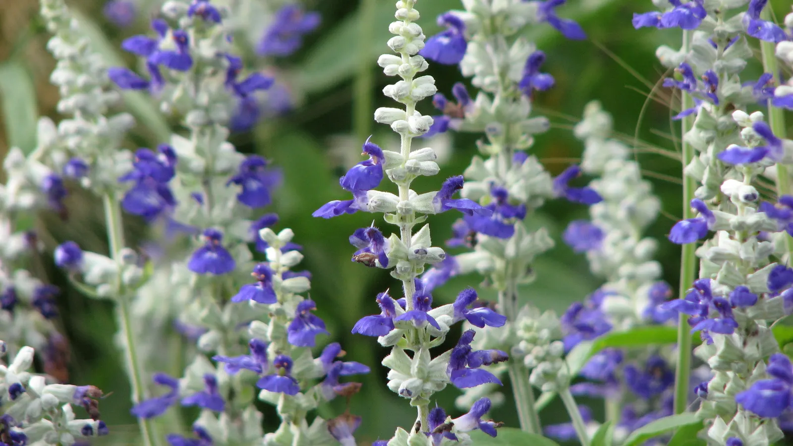 Mealycup Sage (Salvia Farinacea) — consider mass plantings of Mealycup Sage spaced approximately 12 to 18 inches apart; making it an excellent, image 95