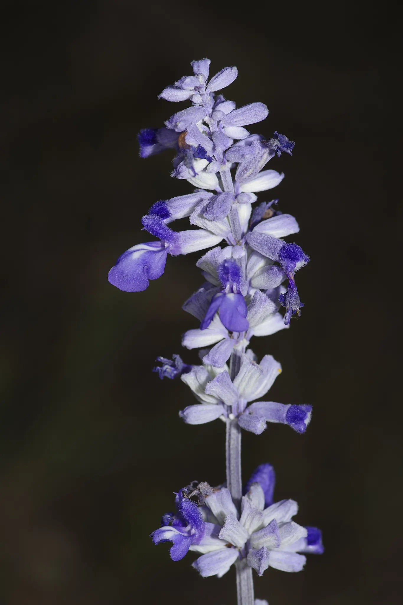Mealycup Sage (Salvia Farinacea) — It\'s a member of the mint family; it reaches a mature height of 1-3 feet and spreads up to 1-2 feet wide, image 83
