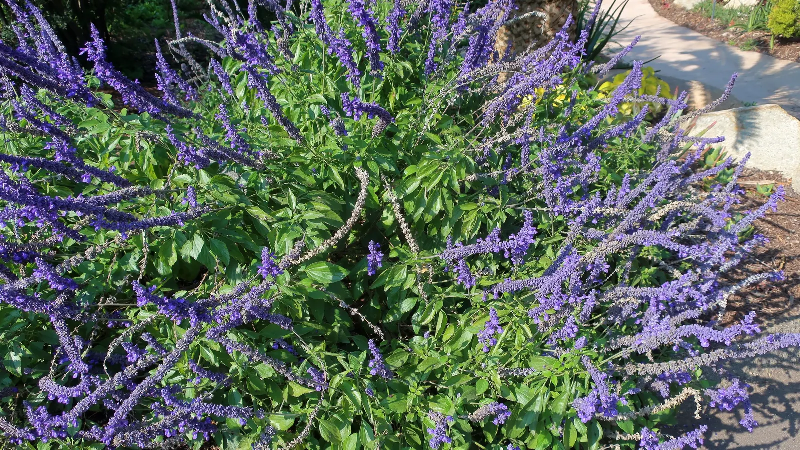 Mealycup Sage (Salvia Farinacea) — Salvia farinacea thrives in well-drained soils and is relatively drought-tolerant once established; consider, image 89