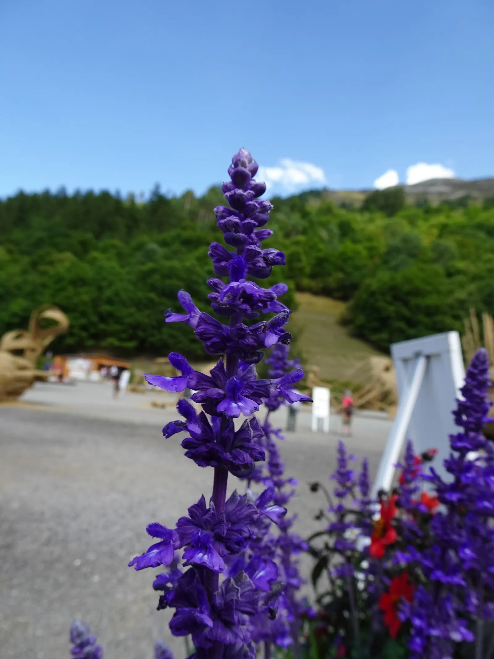 Mealycup Sage (Salvia Farinacea) — It\'s a member of the mint family; it reaches a mature height of 1-3 feet and spreads up to 1-2 feet wide