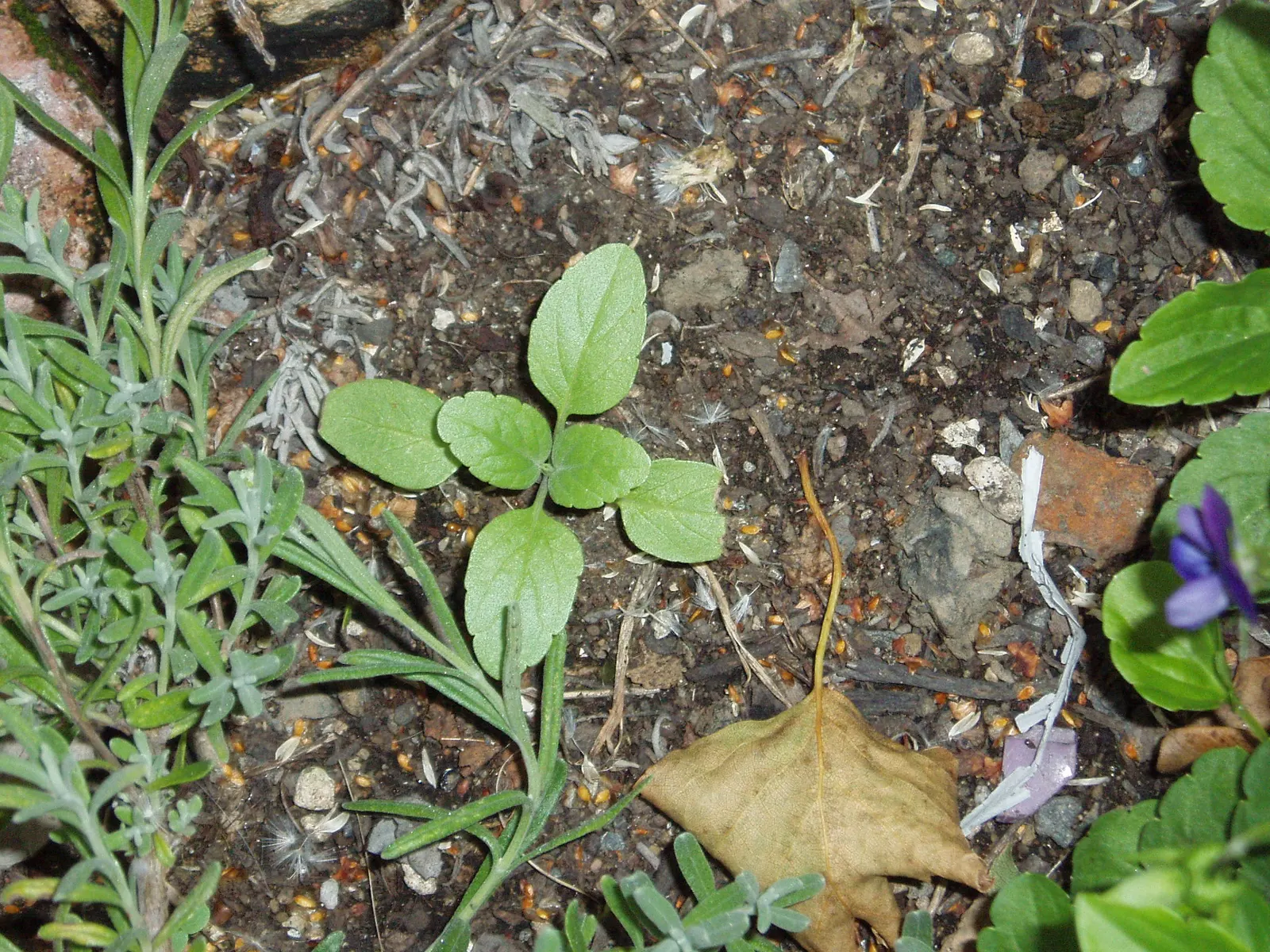 Mealycup Sage (Salvia Farinacea) — it reaches a mature height of 1-3 feet and spreads up to 1-2 feet wide; including hummingbirds and butterflies