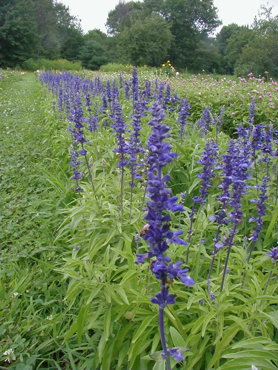 Mealycup Sage (Salvia Farinacea) — hence the name "Mealycup"; these tubular flowers are not only visually striking but also attract a variety of pollinators