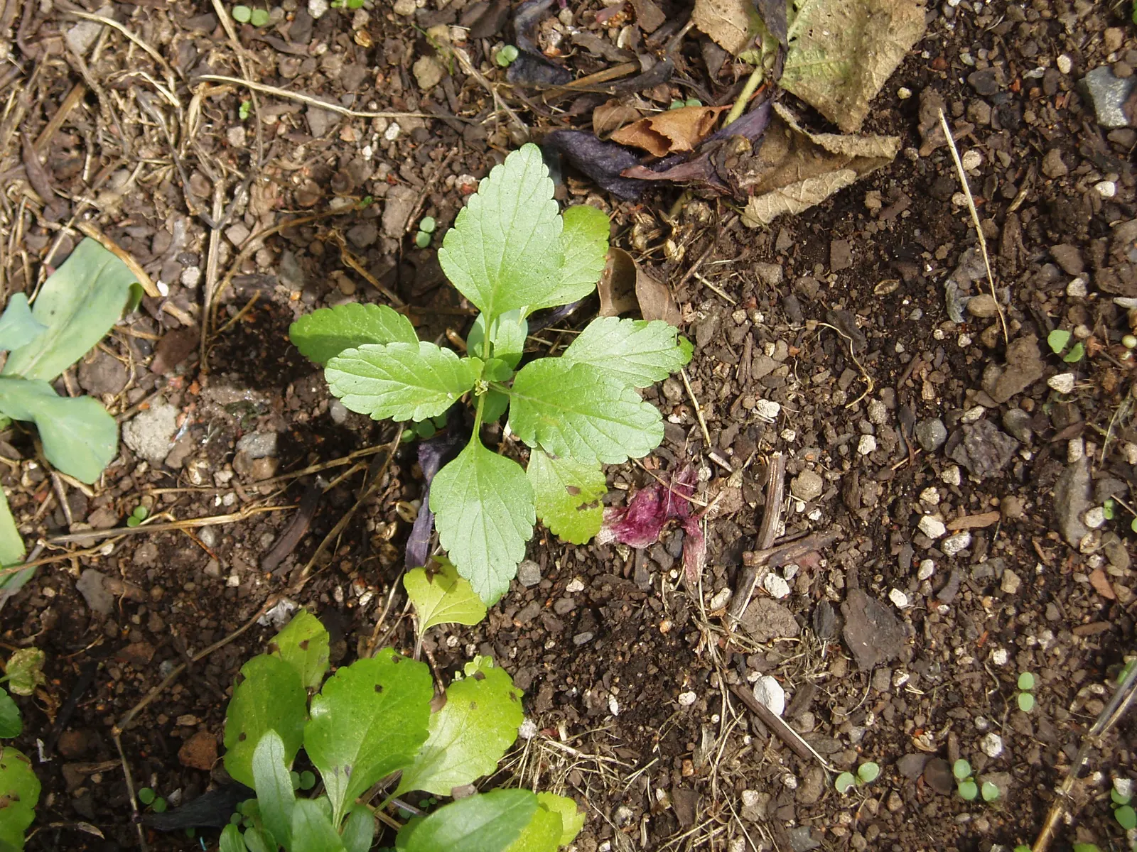 Mealycup Sage (Salvia Farinacea) — annual for full; this plant is cold-hardy in USDA zones 7 to 10, but can be grown as an annual in cooler climates, image 75