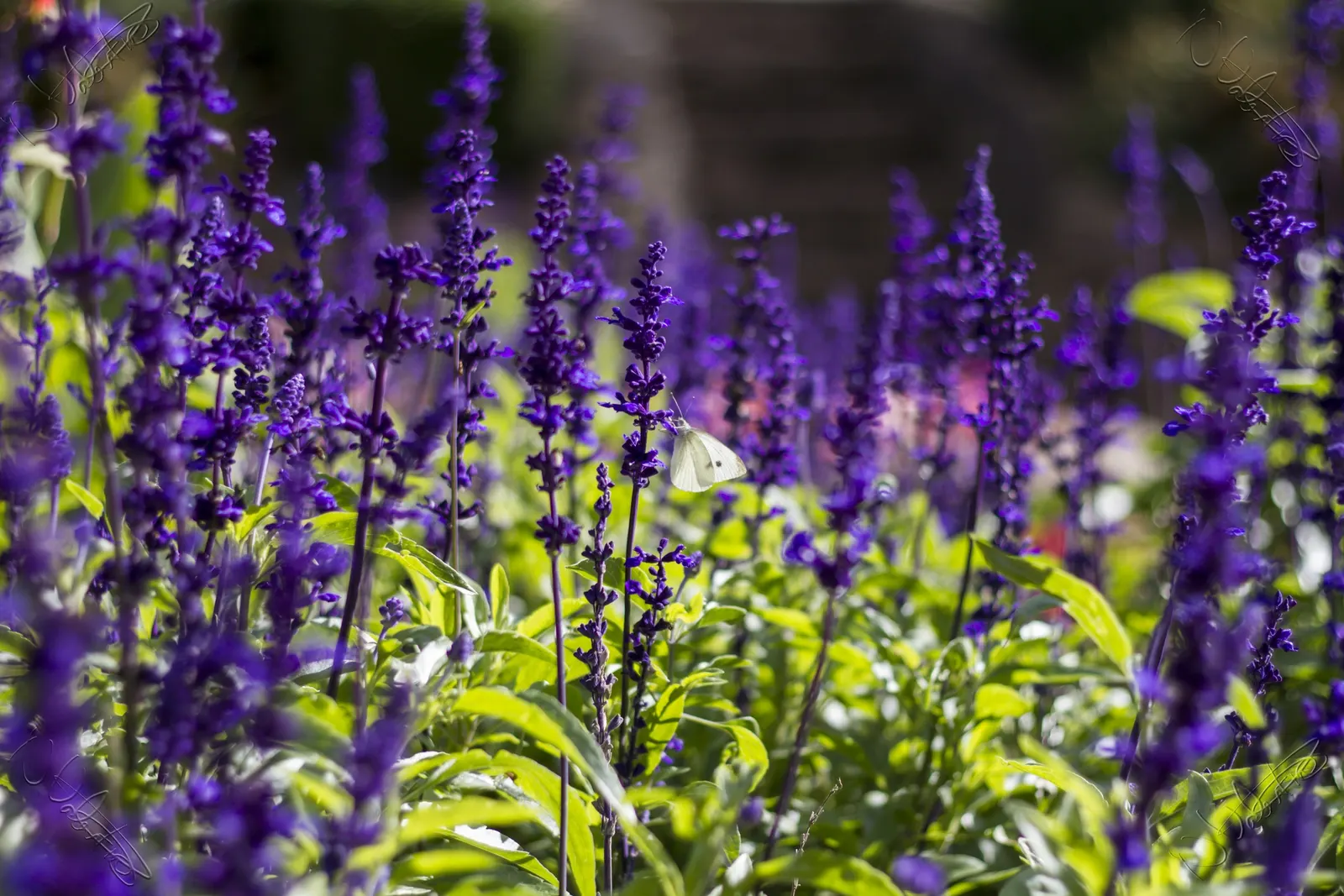 Mealycup Sage (Salvia Farinacea) — Its flowering season spans from late spring to fall, offering a long display of color