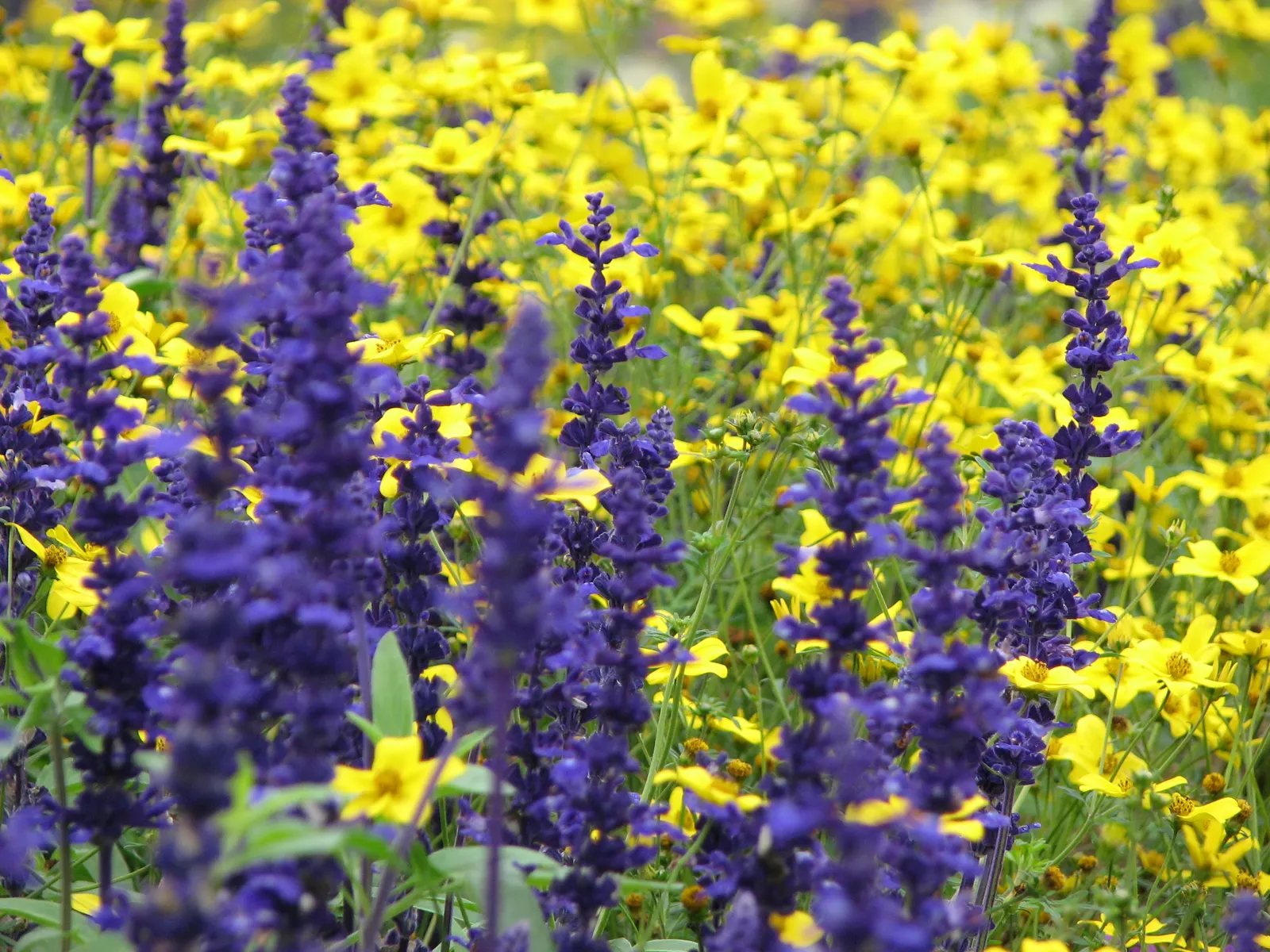 Mealycup Sage (Salvia Farinacea) — This plant is cold-hardy in USDA zones 7 to 10, but can be grown as an annual in cooler climates