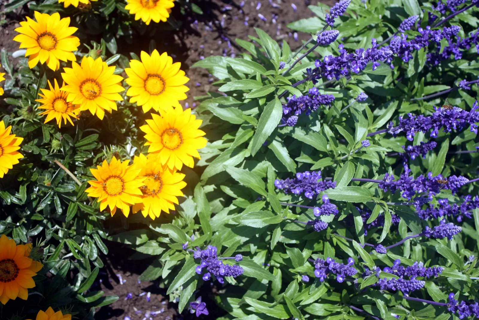 Mealycup Sage (Salvia Farinacea) — Preferring full sun to partial shade, it thrives in well-drained soils