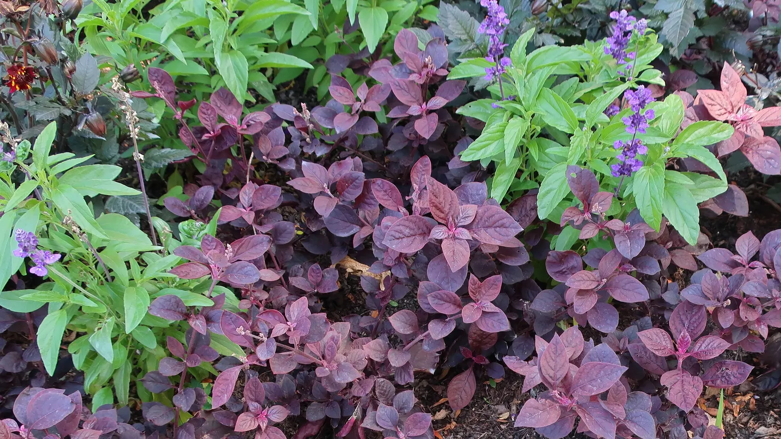 Mealycup Sage (Salvia Farinacea) — making it an excellent choice for mid-border plantings