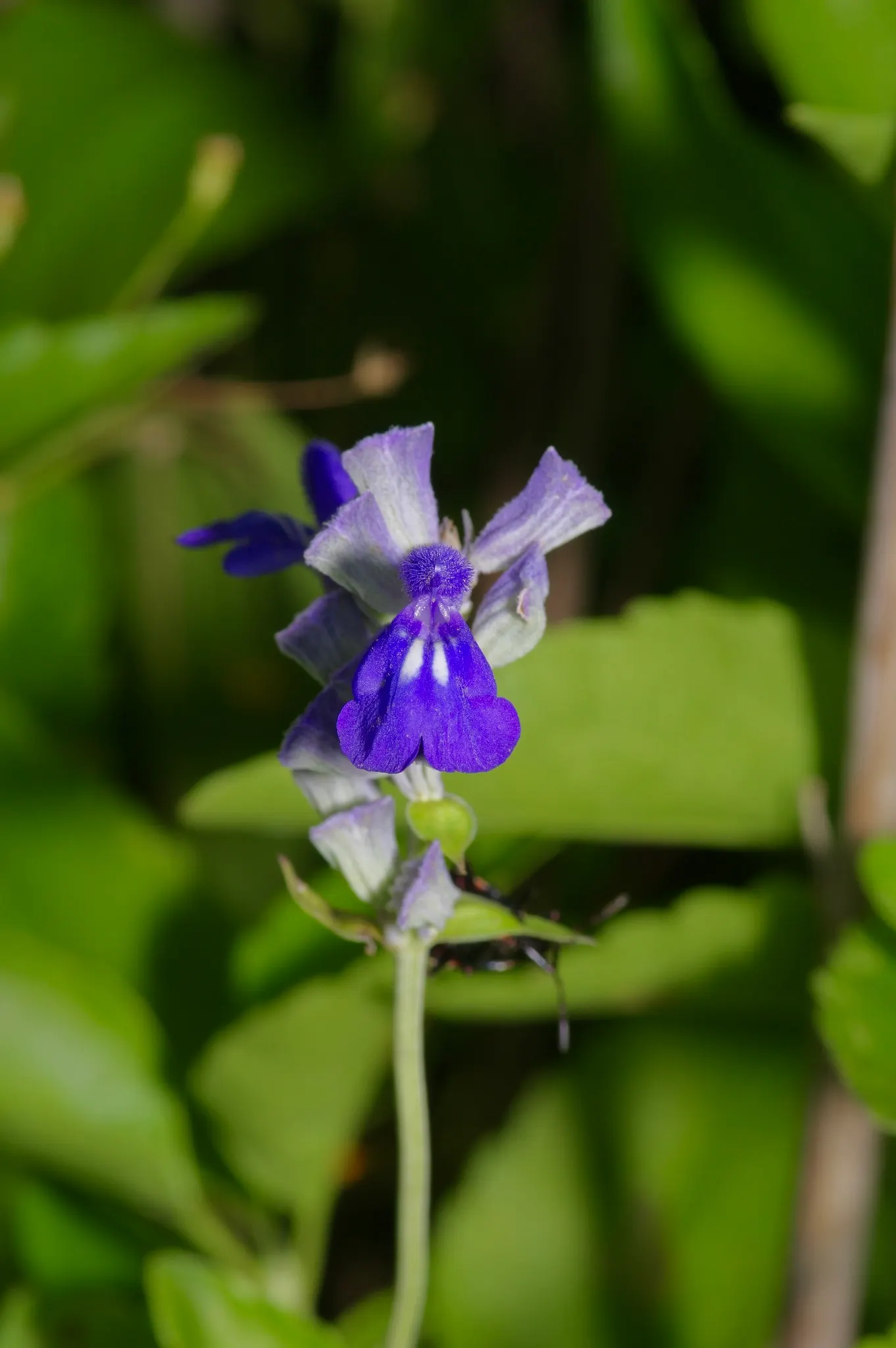 Mealycup Sage (Salvia Farinacea) — Its flower spikes emerge in late spring and can last into the fall; characterized by its striking cobalt blue, image 90